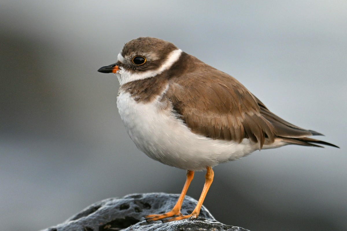 Pluvier semipalmé - ML646700095