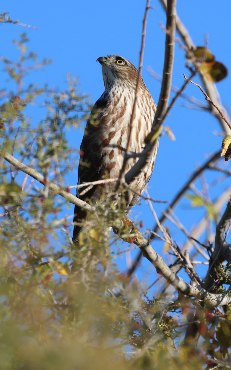 Épervier brun - ML646700096