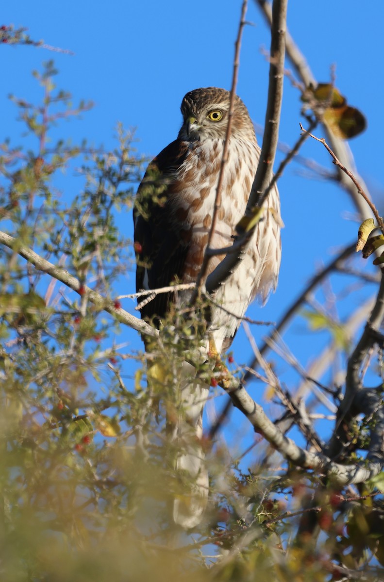 Épervier brun - ML646700097