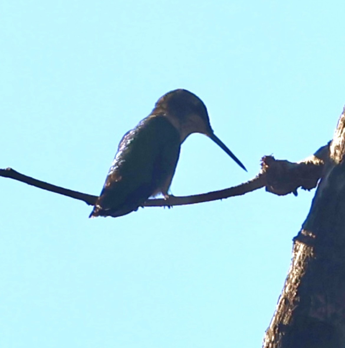 Colibri à gorge rubis - ML646700099