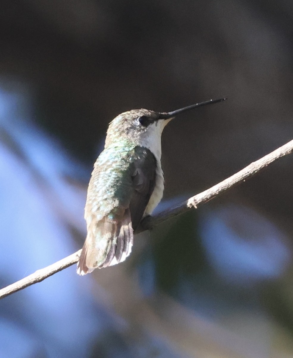Colibri à gorge rubis - ML646700100