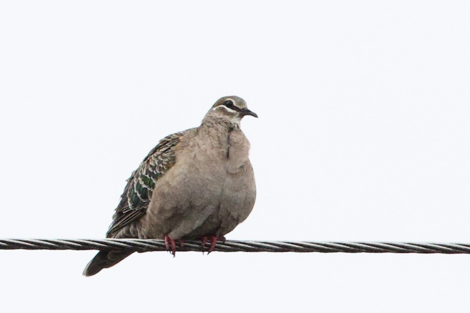 Colombine lumachelle - ML646700101