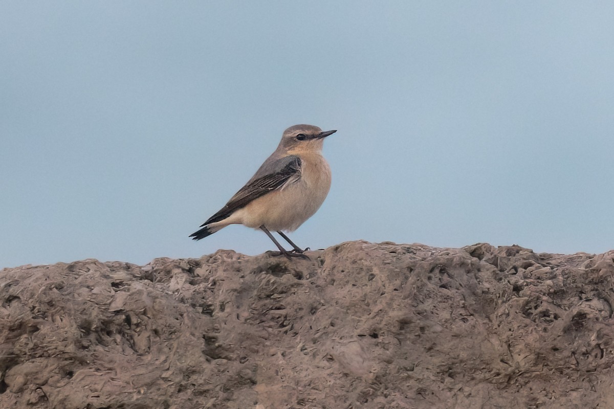 Traquet motteux - ML646700102