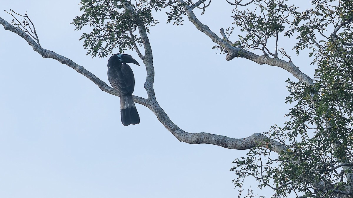 Calao largup - ML646700103