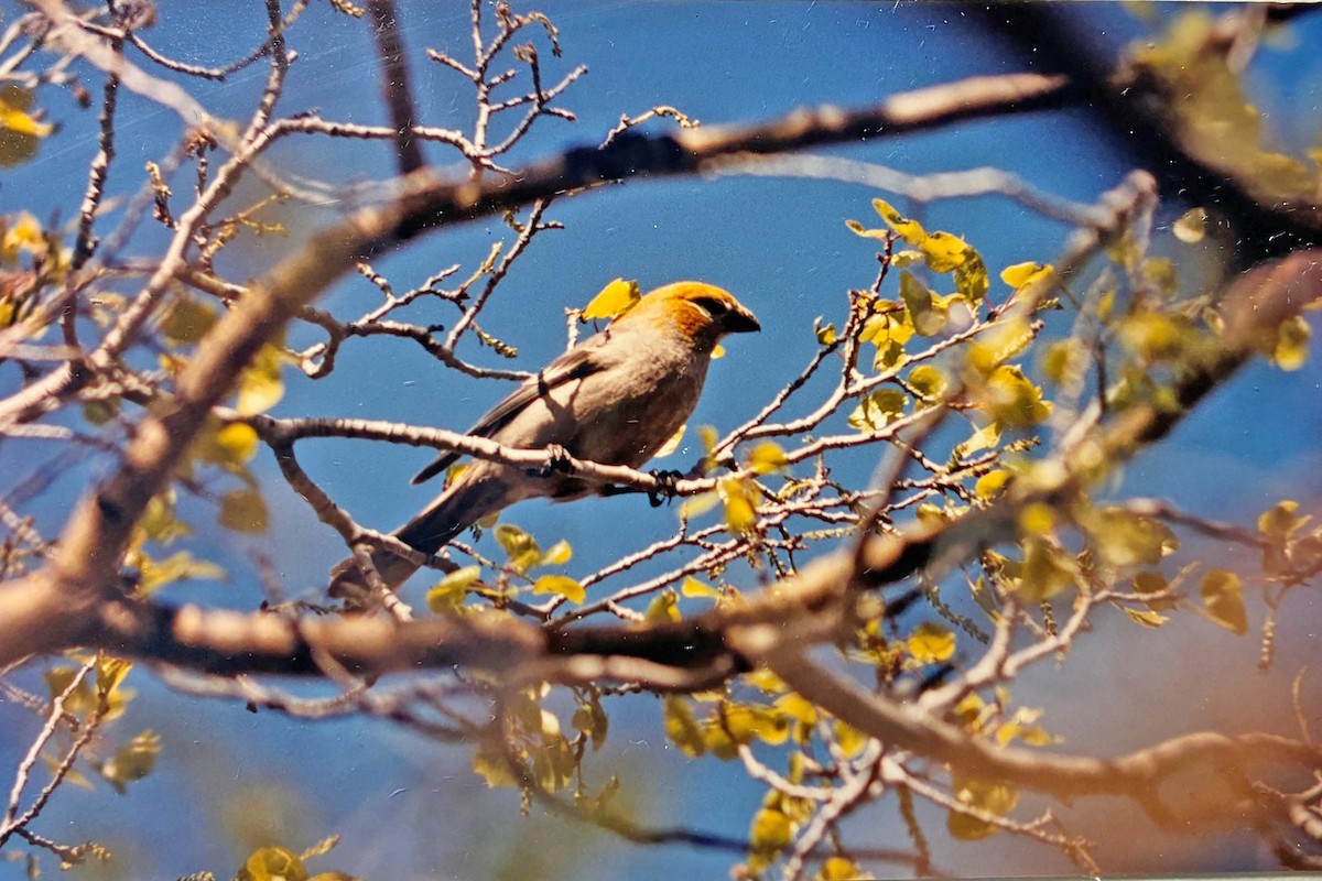 Durbec des sapins - ML646700105