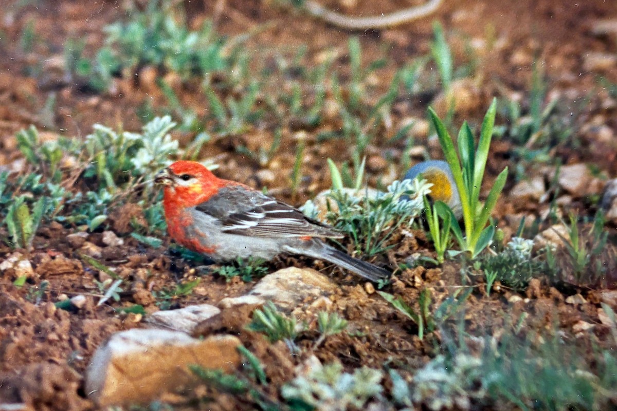 Durbec des sapins - ML646700106