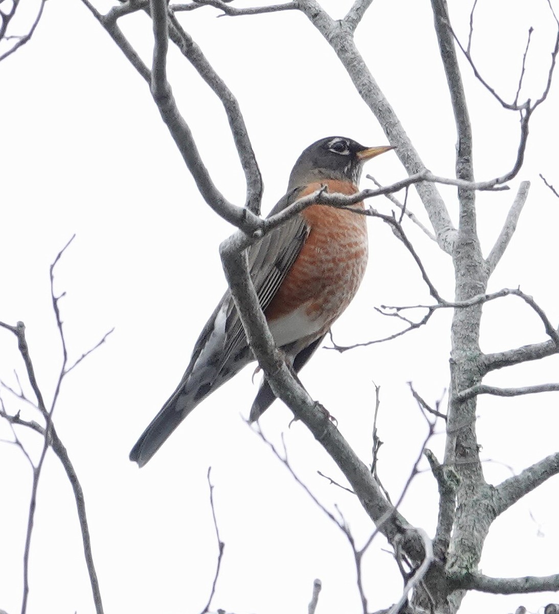 Merle d'Amérique - ML646700109