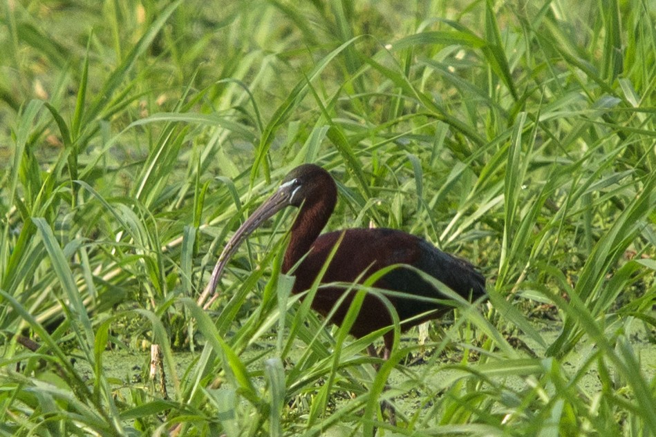 Гялаан билүүс - ML646700110