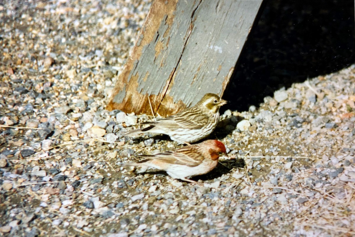 Cassin's Finch - ML646700111