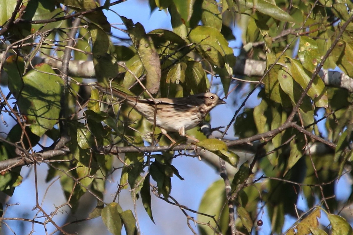 Singammer - ML646700116