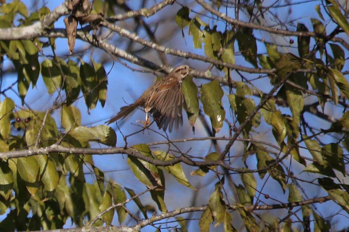 Singammer - ML646700117