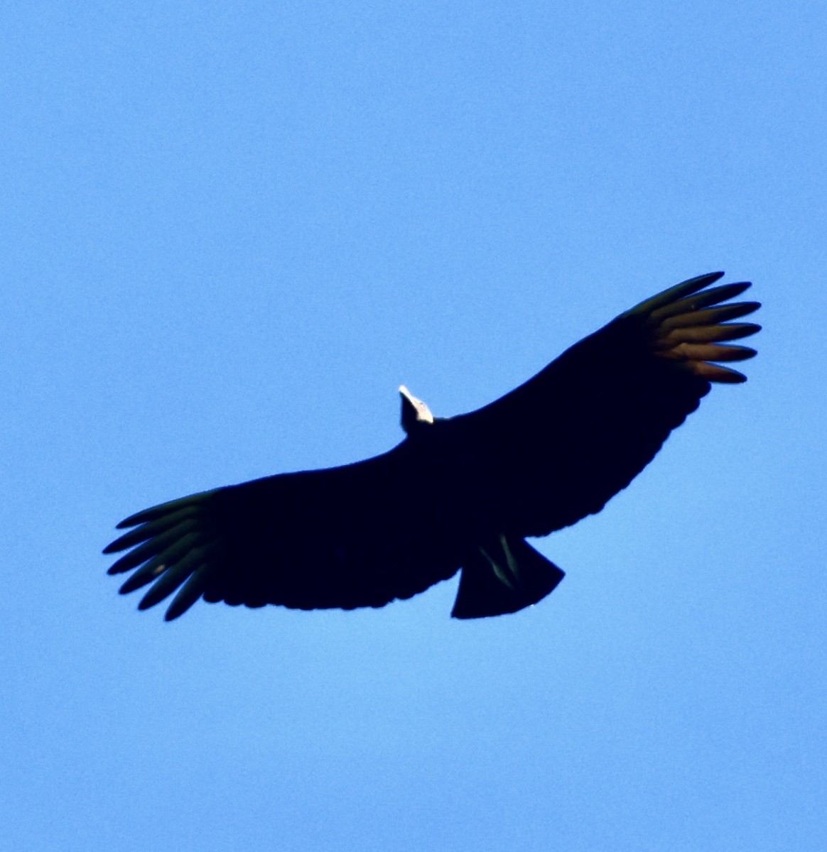 Rabengeier - ML646700118