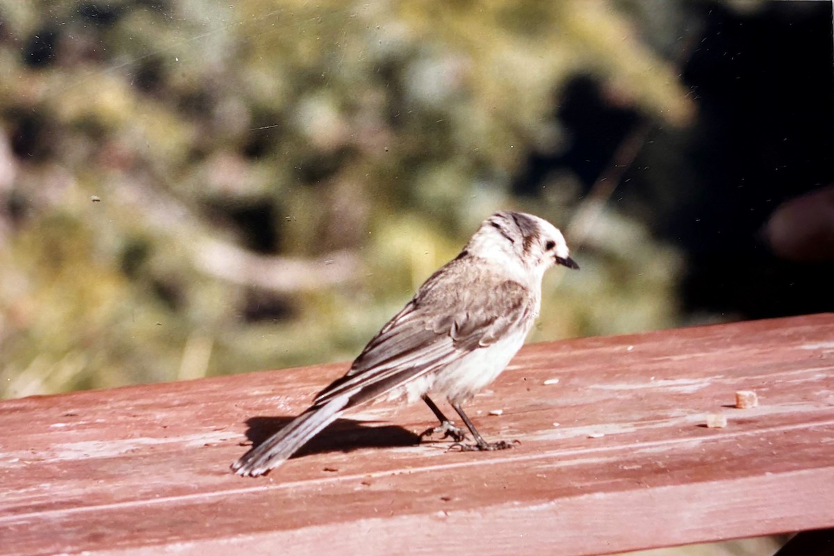 Canada Jay - ML646700119