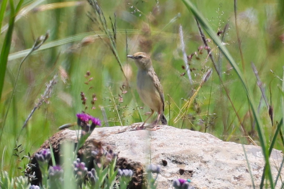 Küçük Yelpazekuyruk - ML646700120