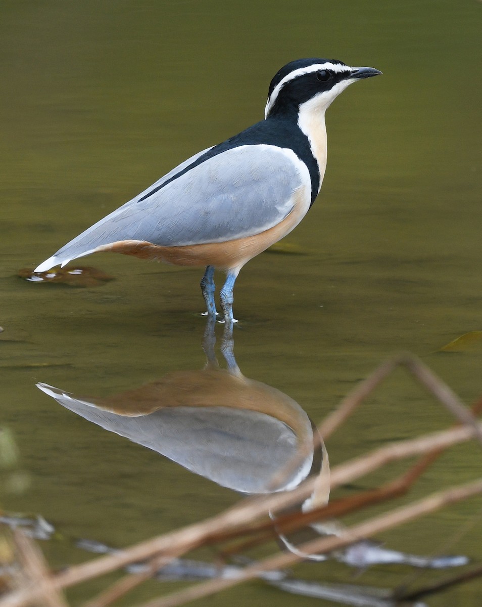 Egyptian Plover - ML646700128