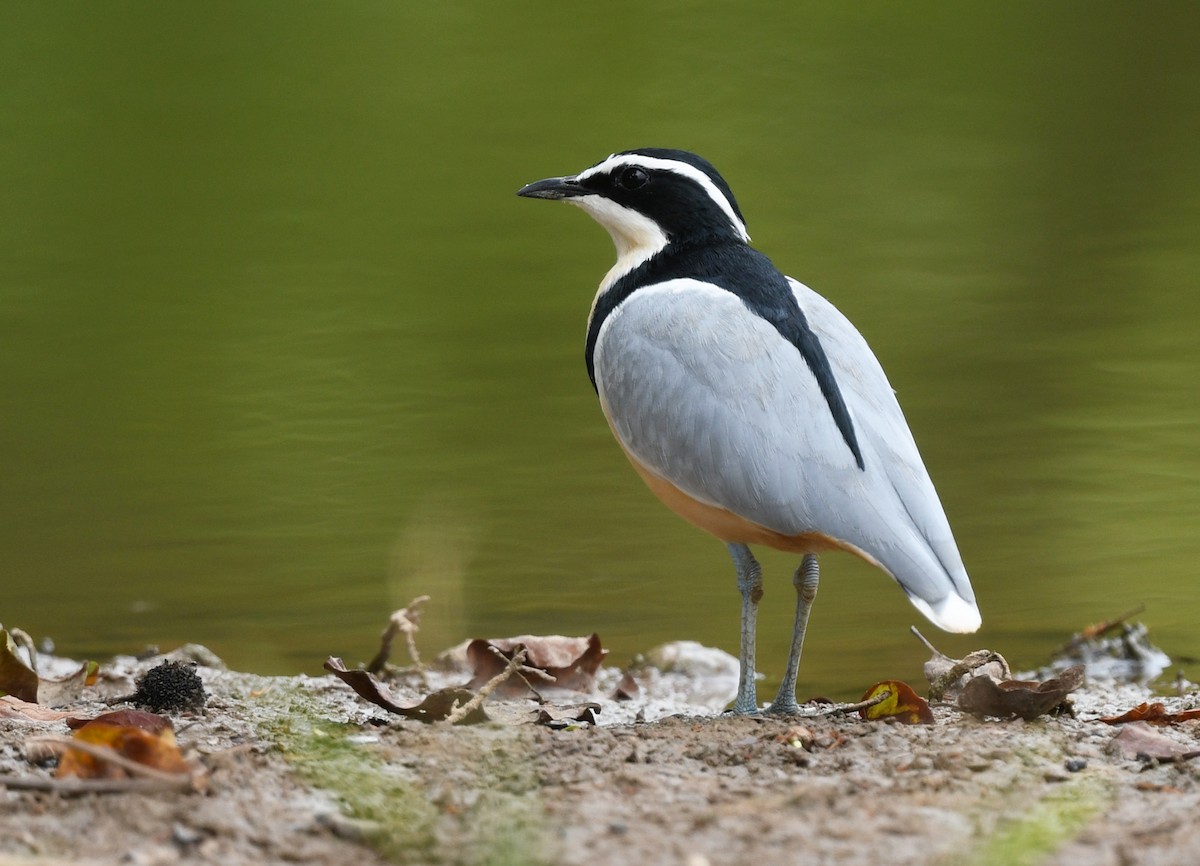 Egyptian Plover - ML646700129