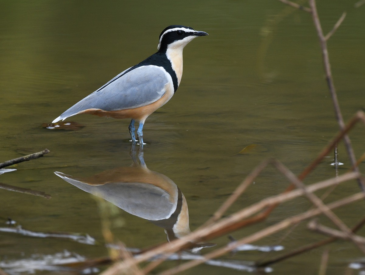 Egyptian Plover - ML646700130