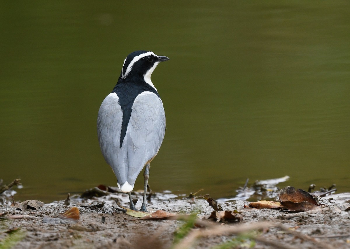 Egyptian Plover - ML646700131