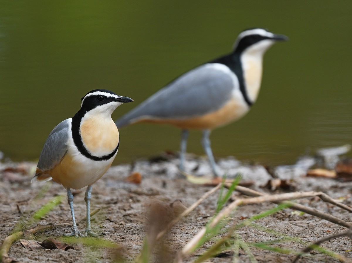 Egyptian Plover - ML646700132