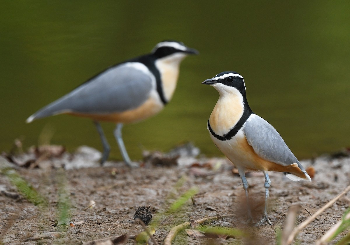 Egyptian Plover - ML646700133