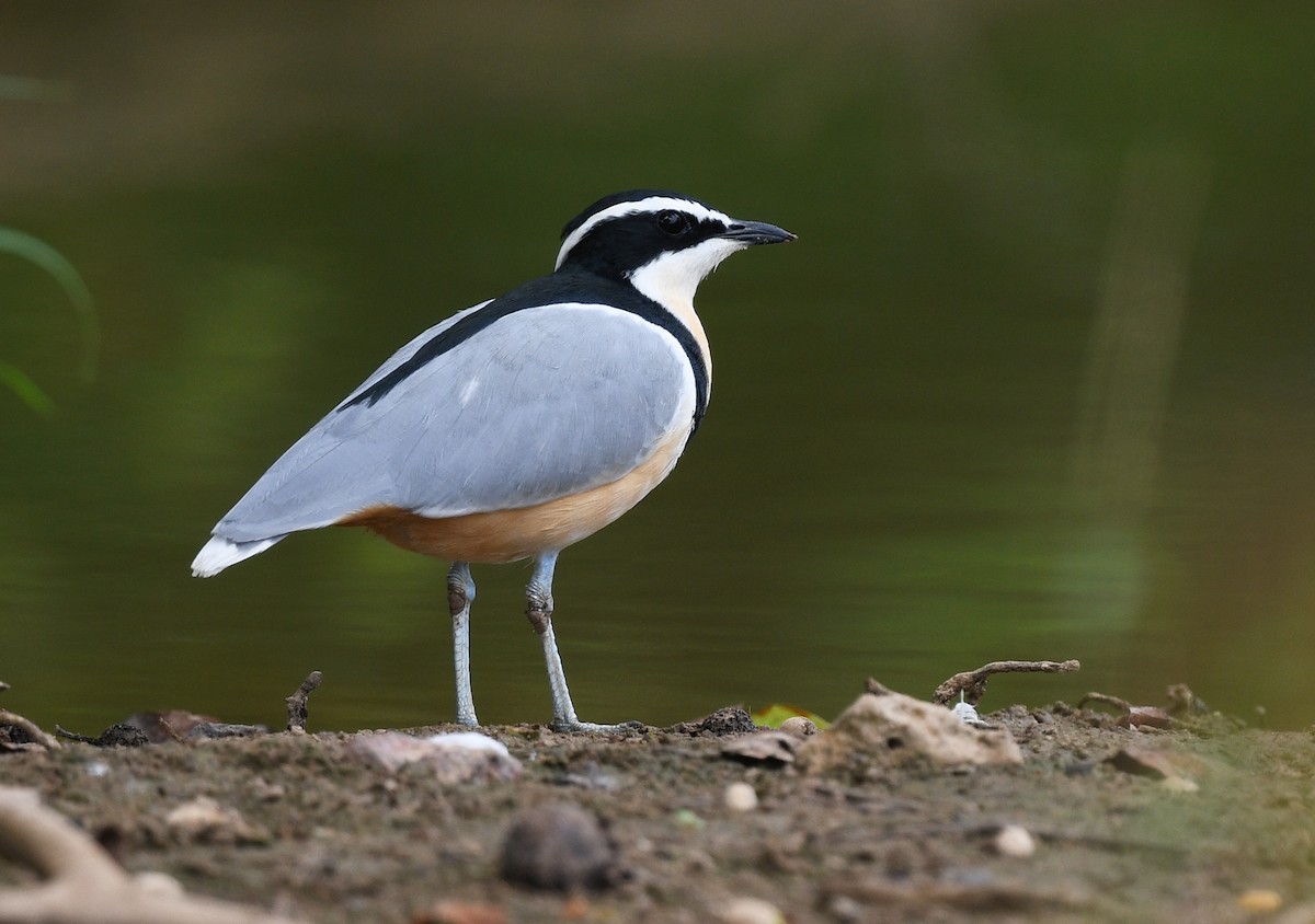 Egyptian Plover - ML646700134