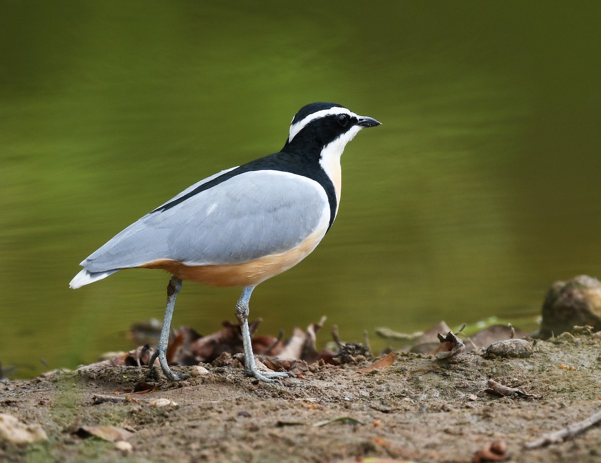 Egyptian Plover - ML646700135