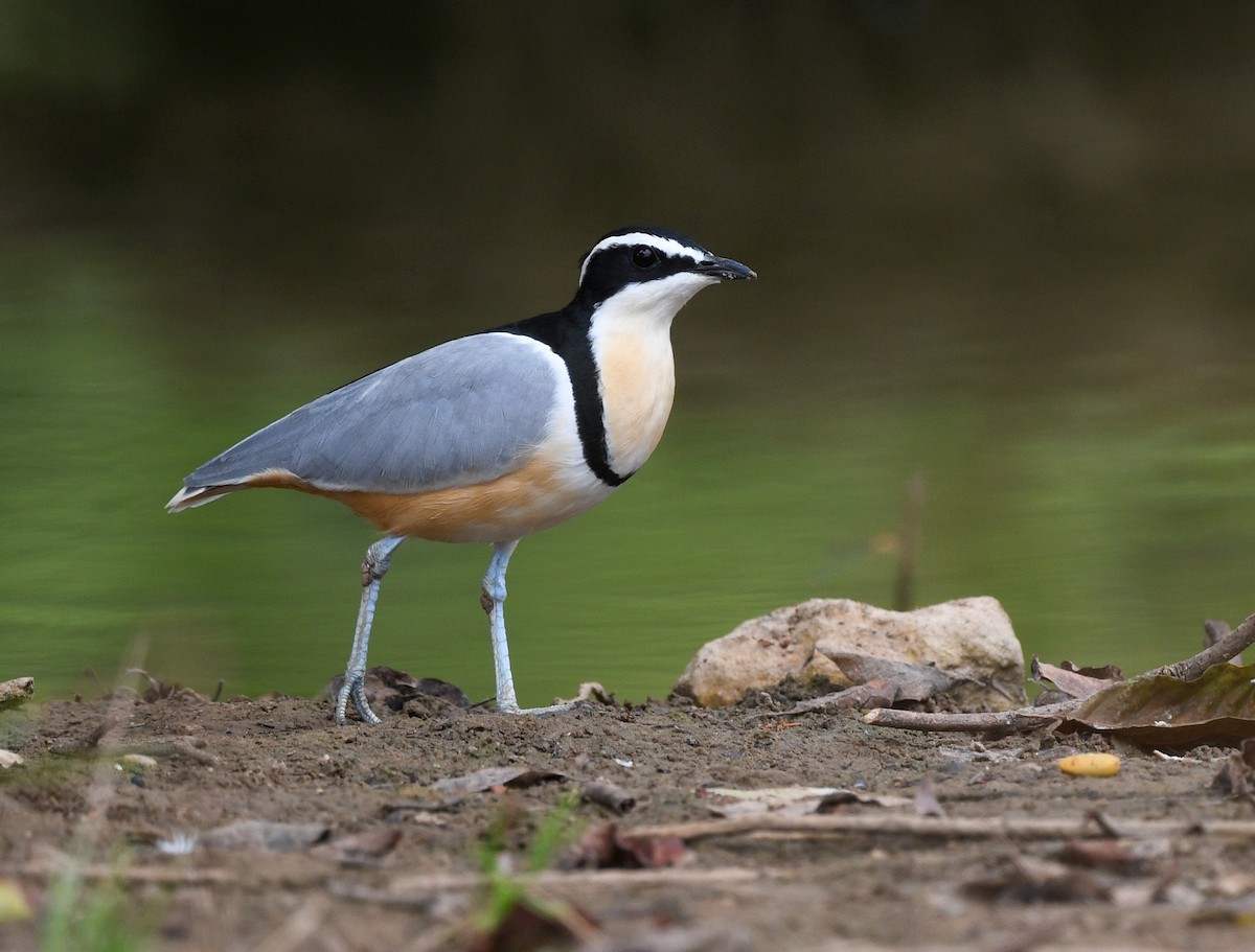 Egyptian Plover - ML646700136