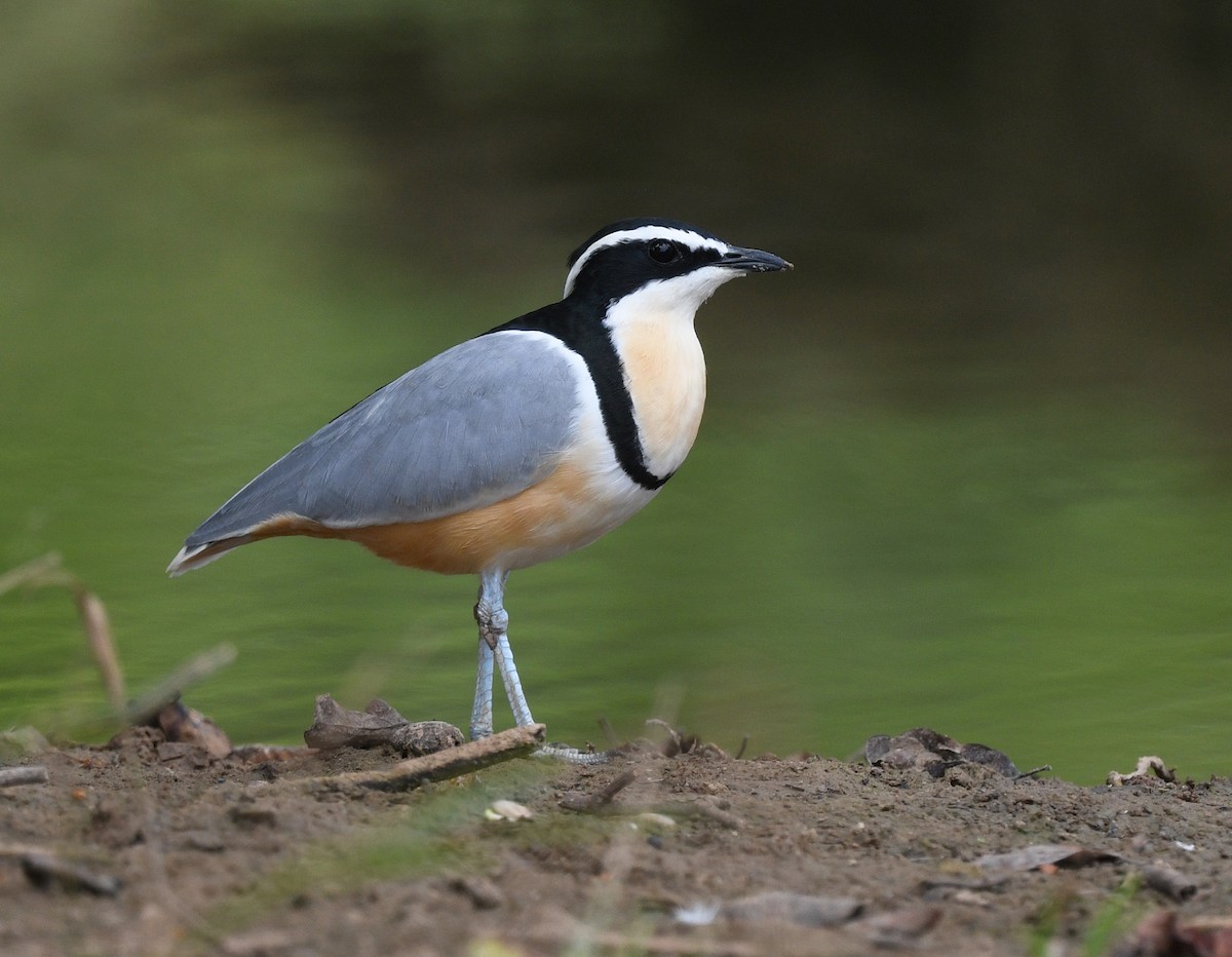 Egyptian Plover - ML646700137