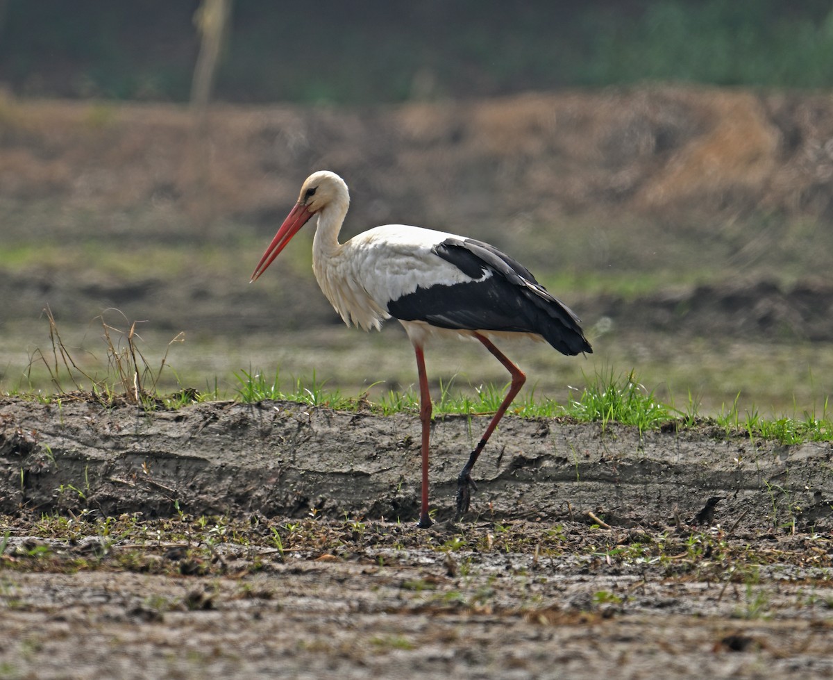 čáp bílý - ML646700140