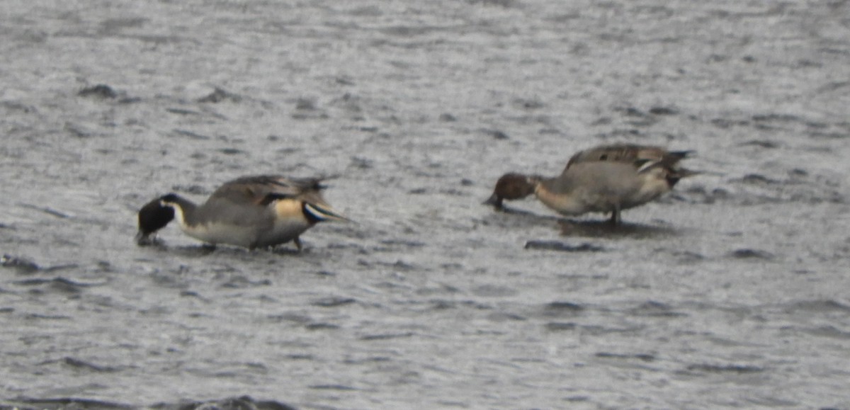 Northern Pintail - ML646700144