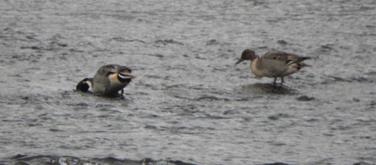 Northern Pintail - ML646700145