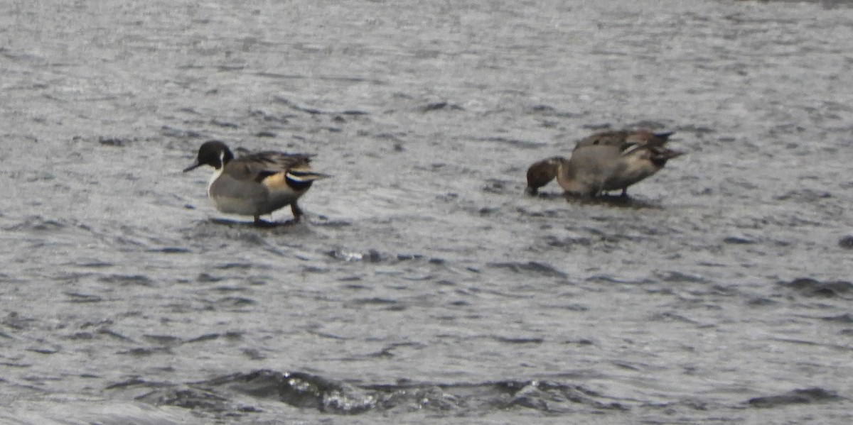 Northern Pintail - ML646700146