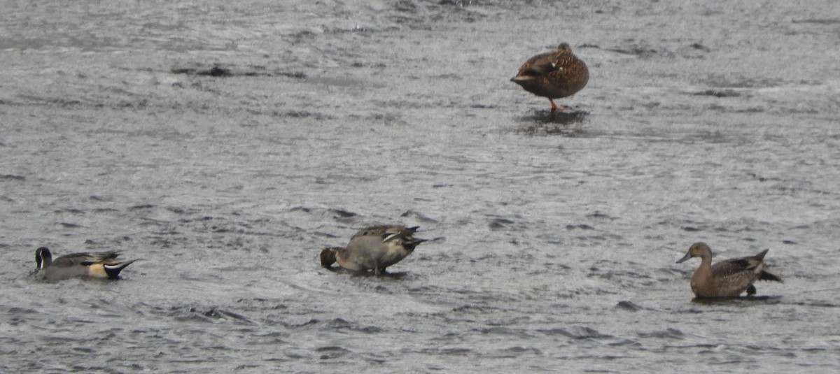 Northern Pintail - ML646700147