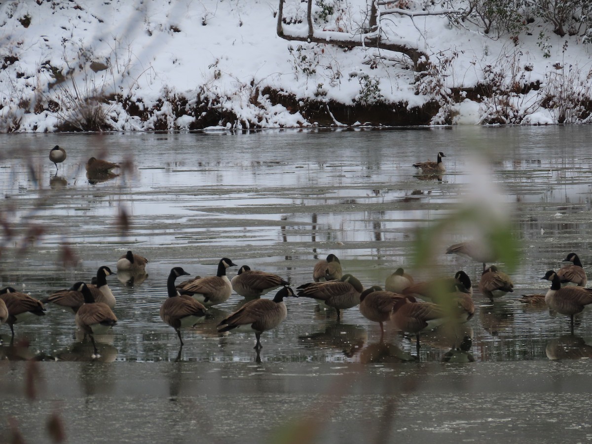 Canada Goose - ML646700152