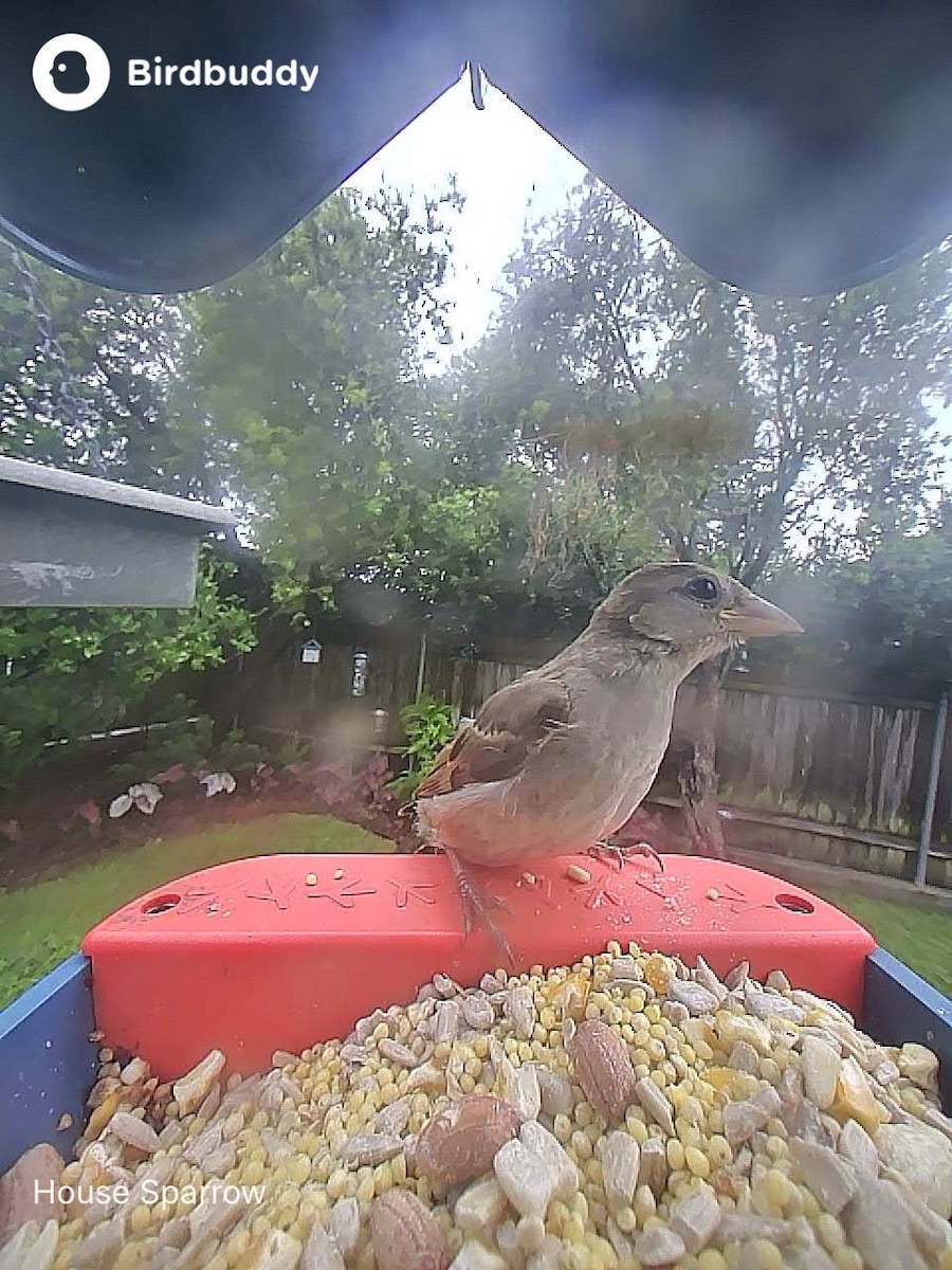 Moineau domestique - ML646700153