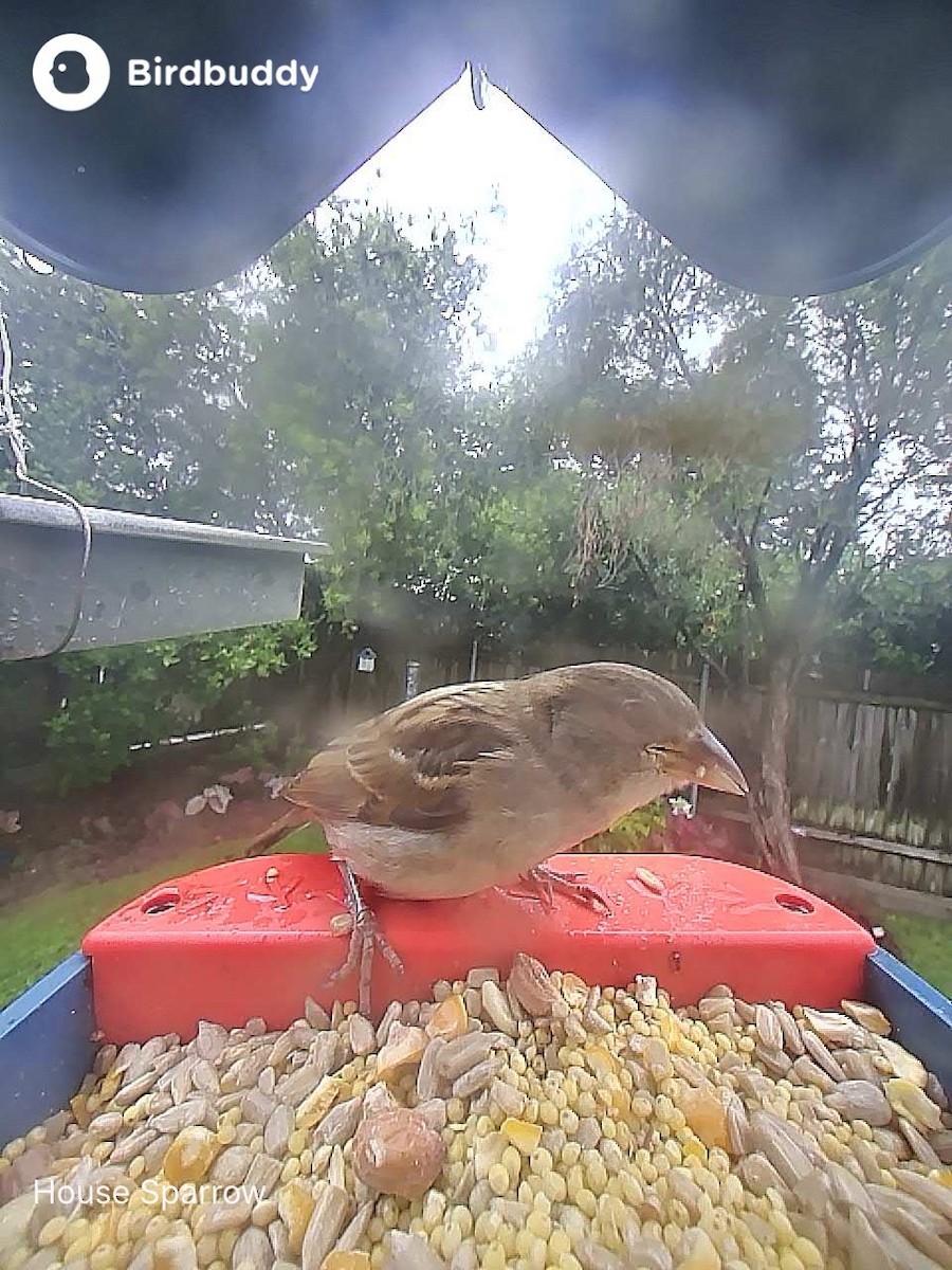 Moineau domestique - ML646700154