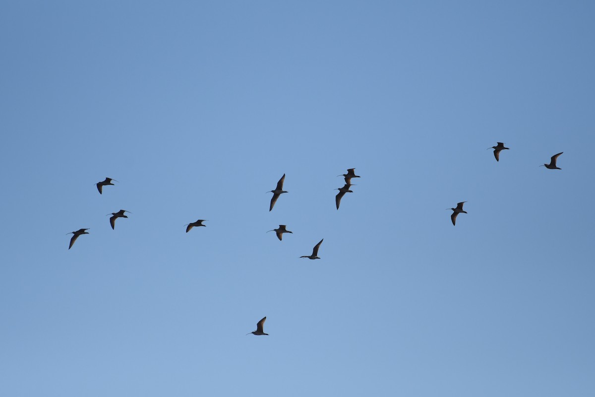 Американский кроншнеп - ML646700156