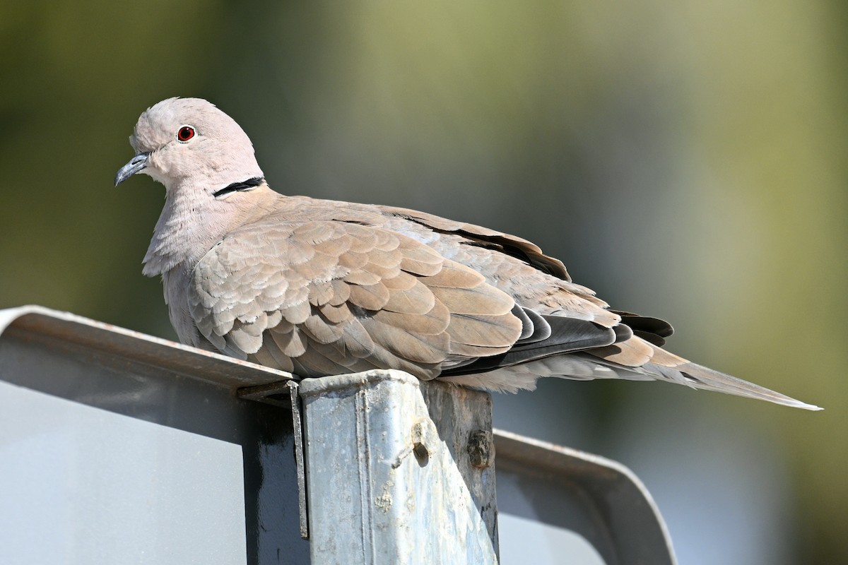 African Collared-Dove - ML646700157