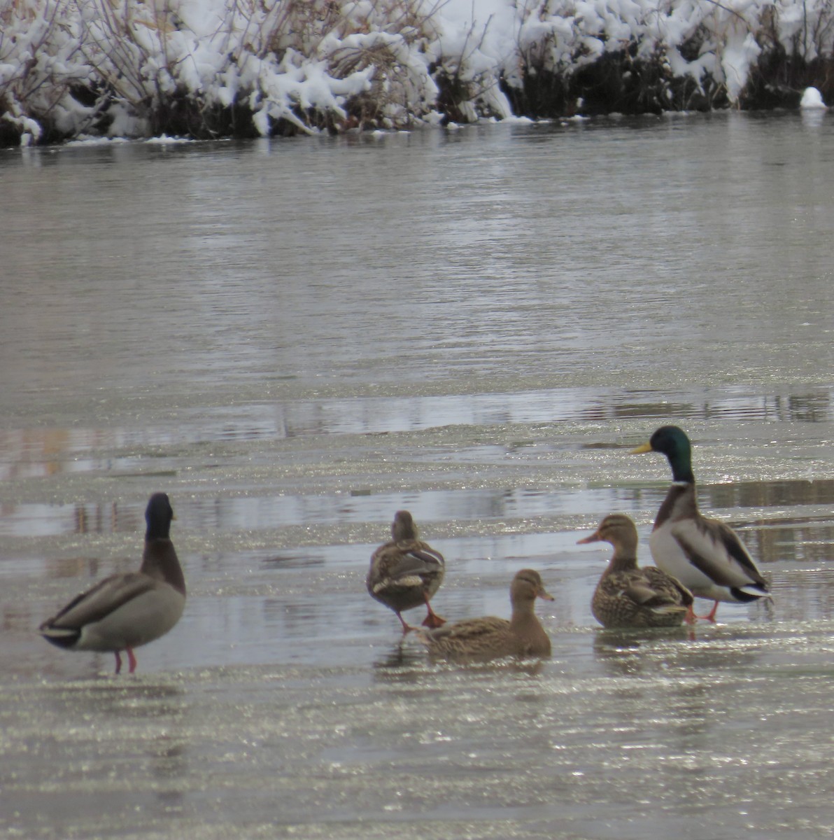 綠頭鴨 - ML646700159