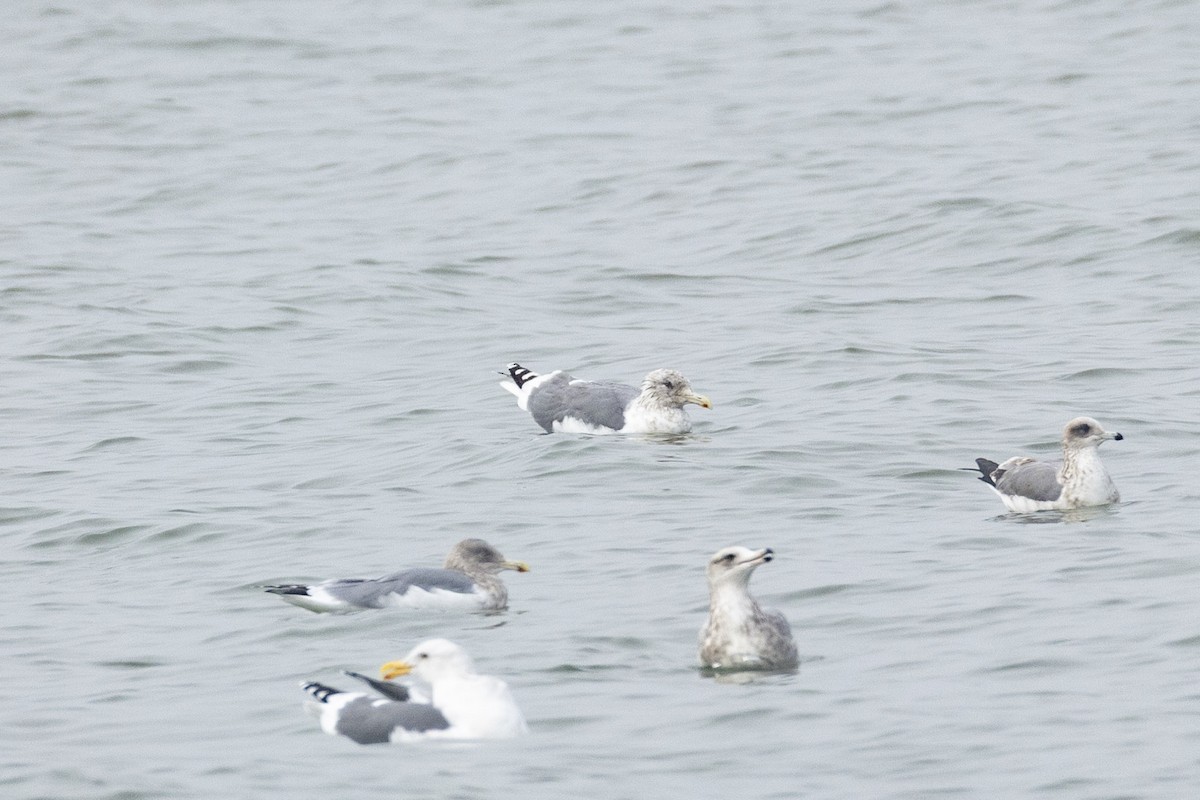 Larus sp. - ML646700160
