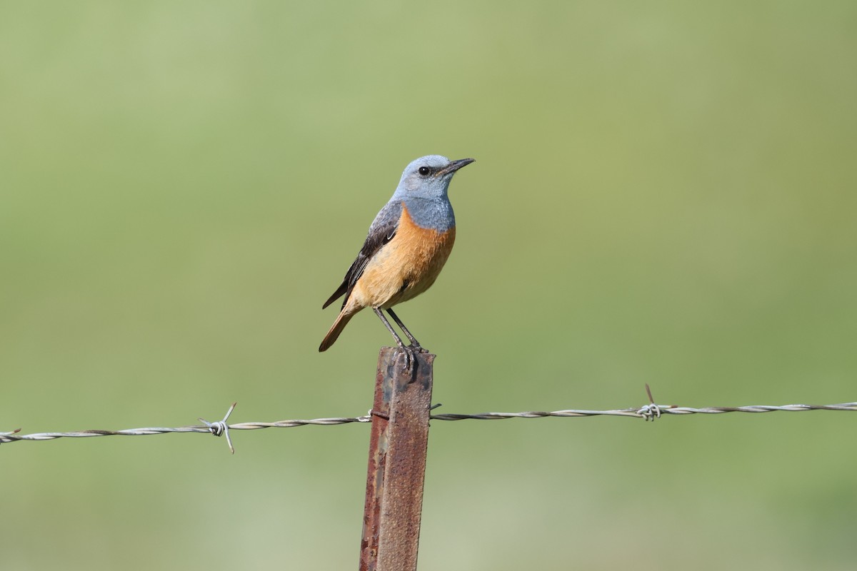 Kaşif Taşkızılı - ML646700164