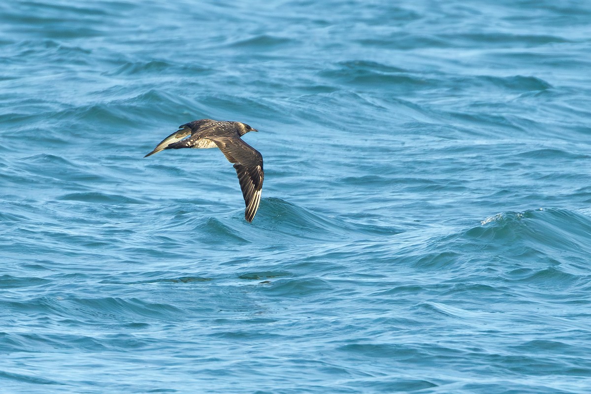Поморник середній - ML646700166