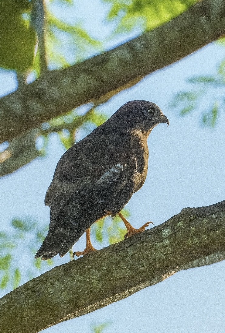 káně širokokřídlá - ML646700168