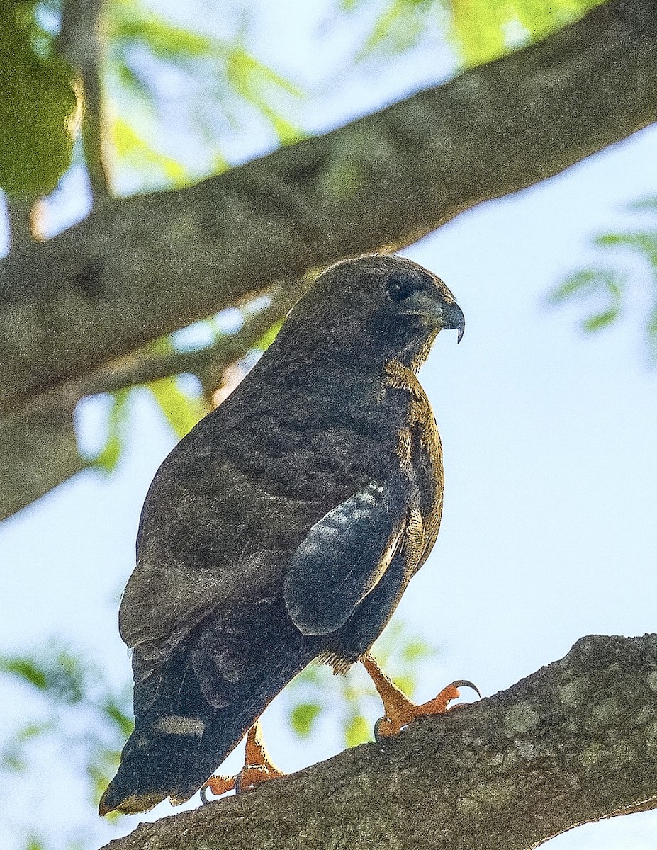 káně širokokřídlá - ML646700169