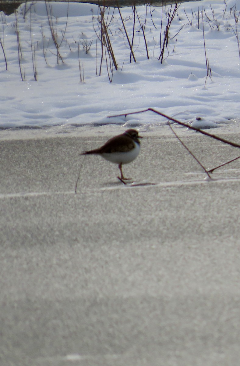 Killdeer - ML646700173