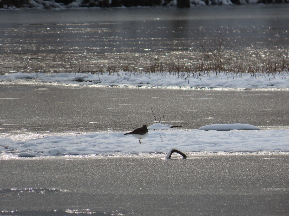Killdeer - ML646700174