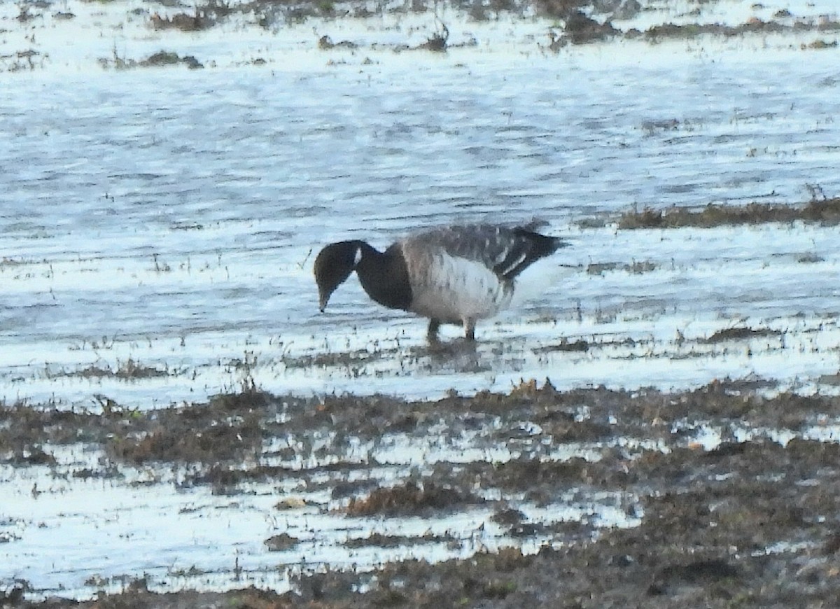 Brant (Pale-bellied) - ML646700179