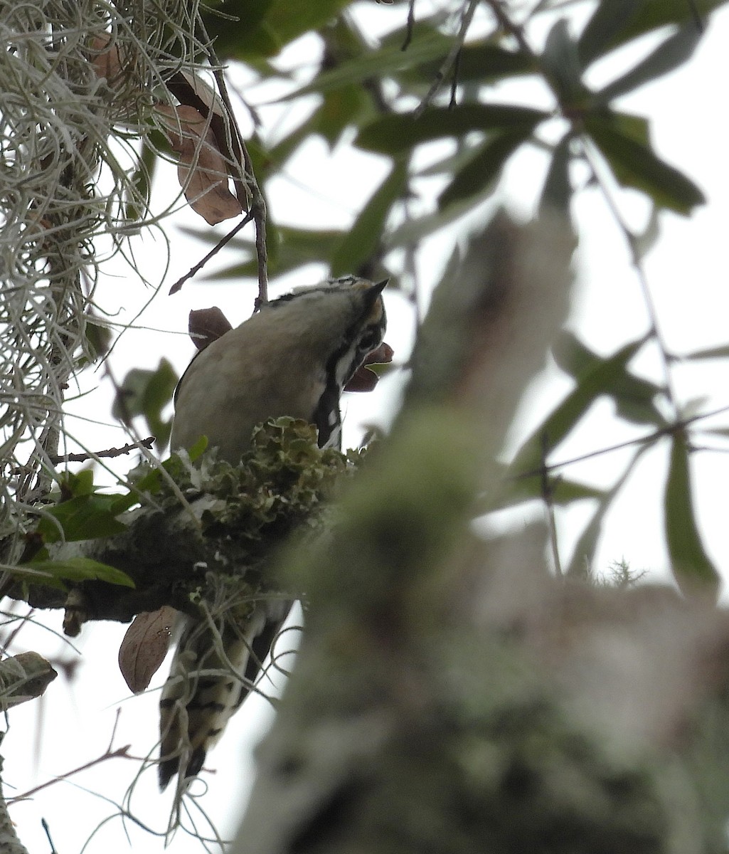 セジロコゲラ - ML646700181