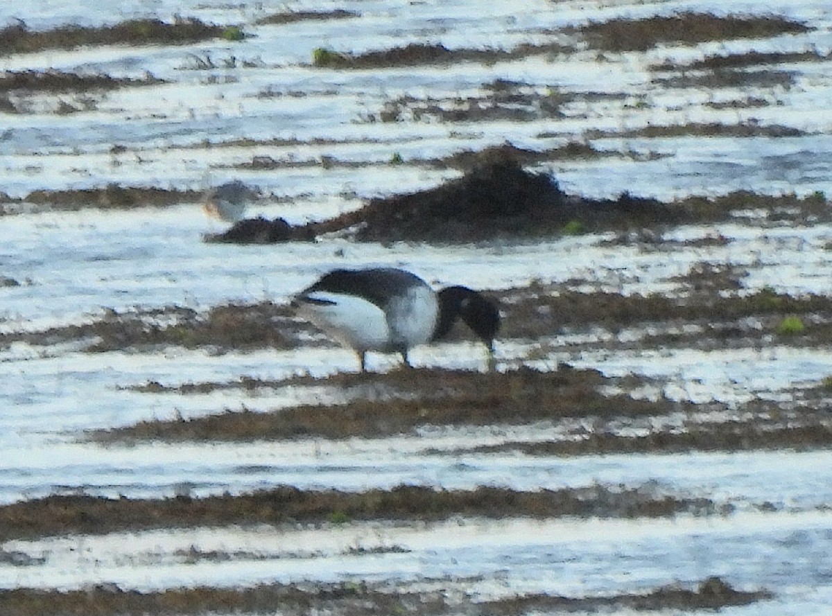 Brant (Pale-bellied) - ML646700182