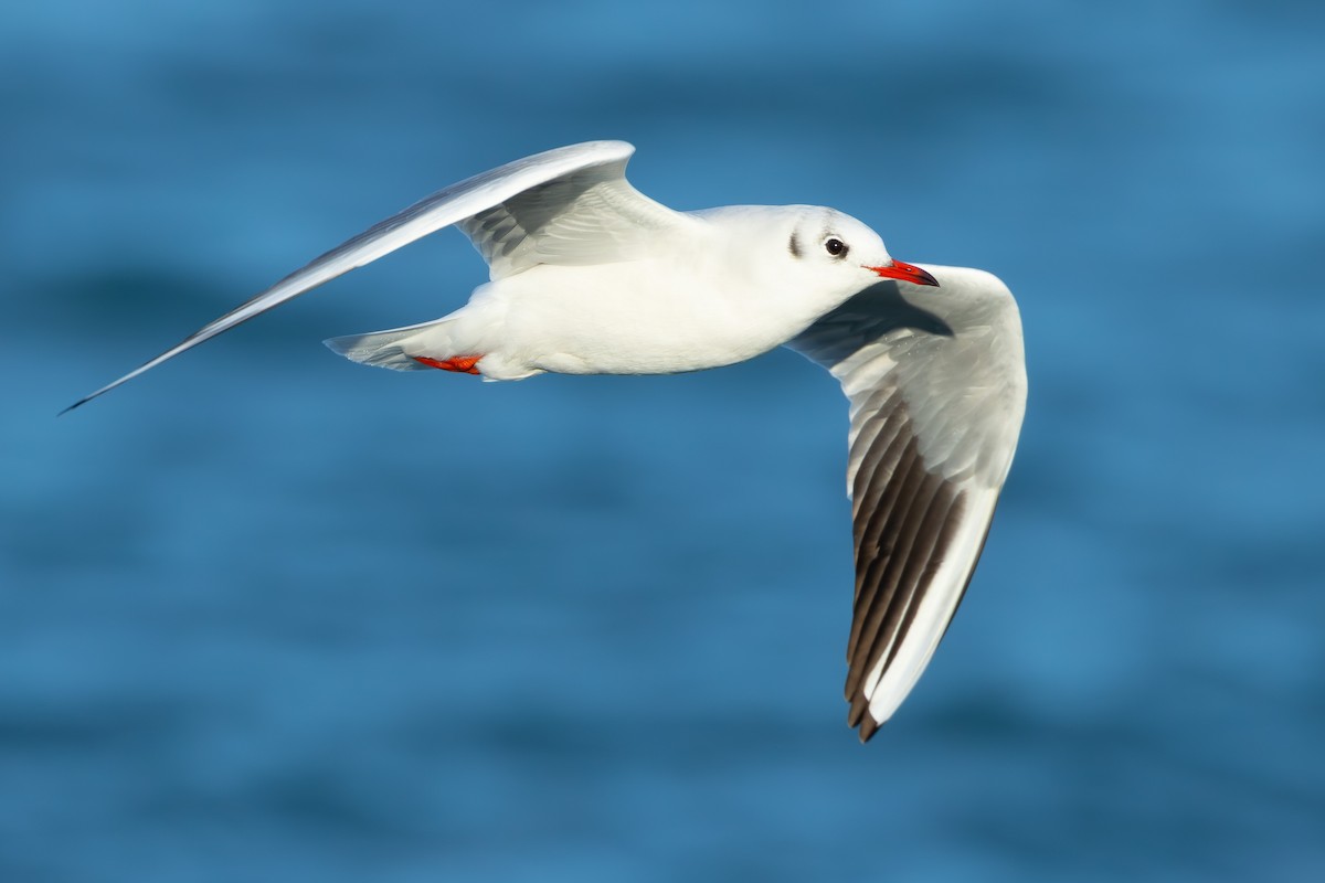 Мартин звичайний - ML646700191